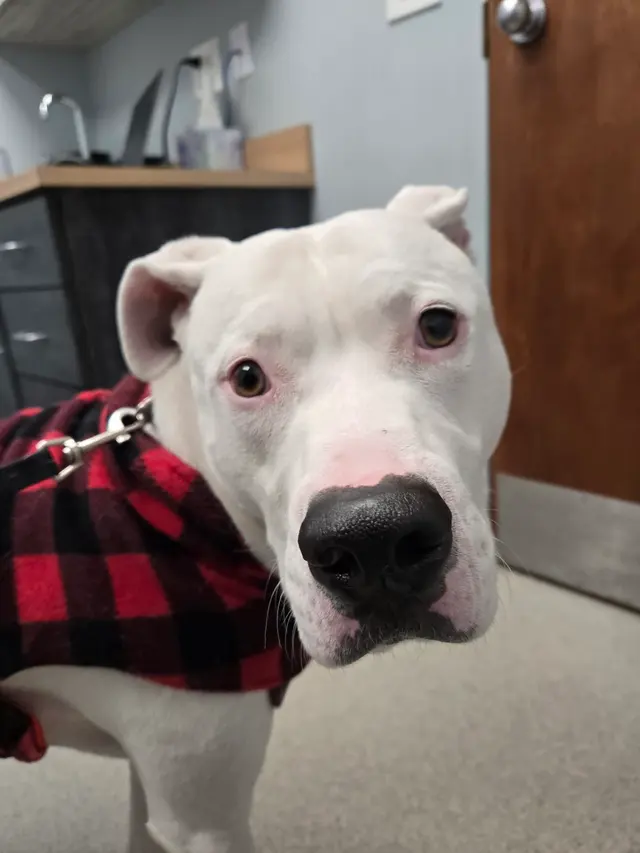 Marketplace Animal Hospital — customer photo 6