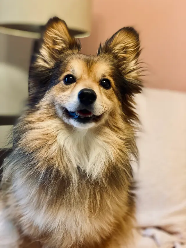 Marketplace Animal Hospital — customer photo 9