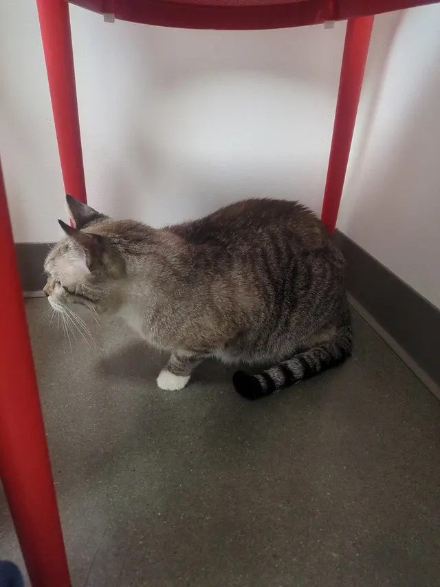 Animal Health Center of Leawood — customer photo 11