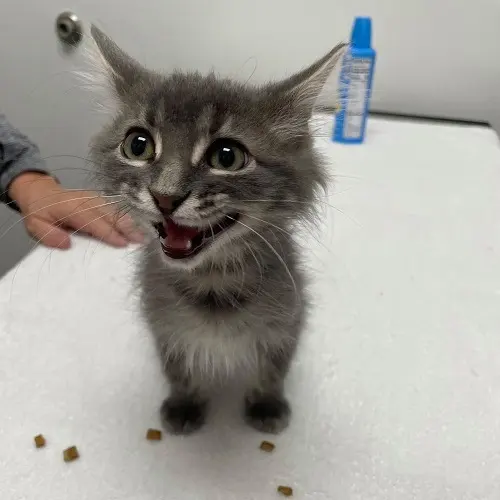 Animal Health Center of Leawood — photo from the business 12
