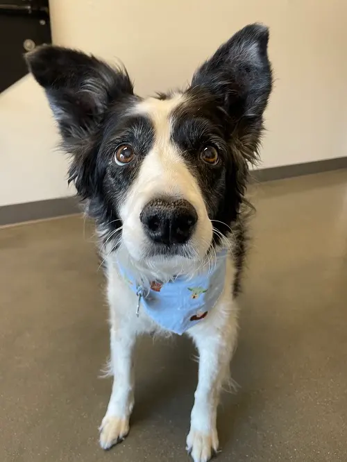 Animal Health Center of Leawood — photo from the business 10
