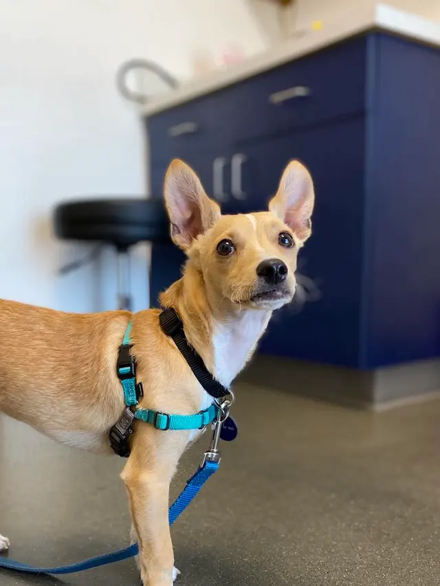 Animal Health Center of Leawood — customer photo 4