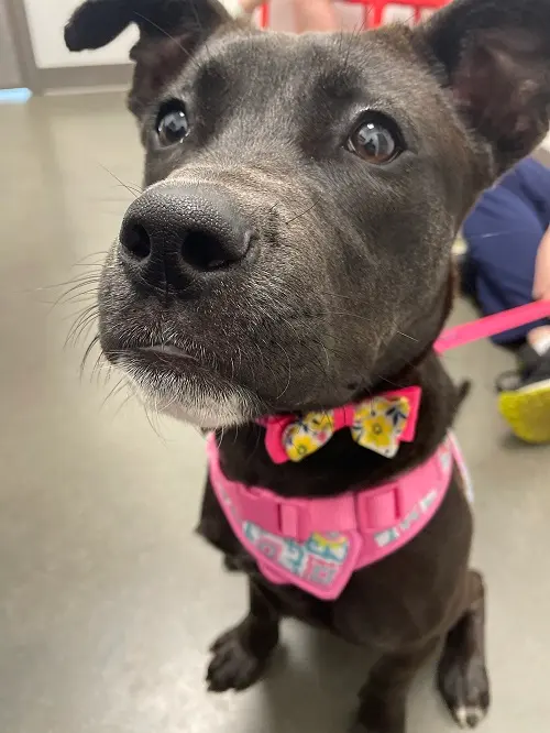 Animal Health Center of Leawood — photo from the business 9