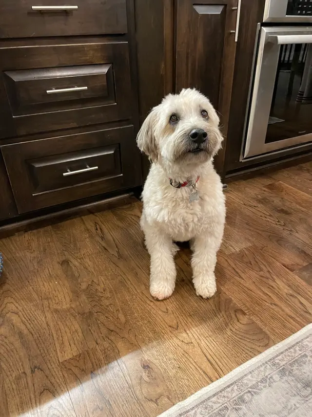 Animal Health Center of Leawood — customer photo 5