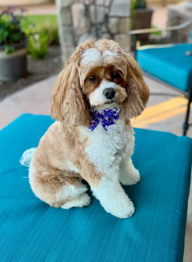 Lionsgate Pet Hospital — customer photo 8