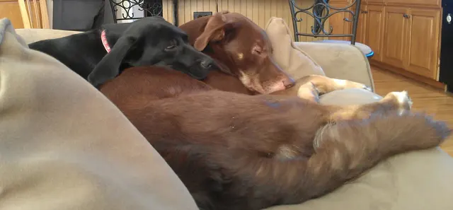 Customer photo of work by Lionsgate Pet Hospital, from Melissa Dubinsky's review