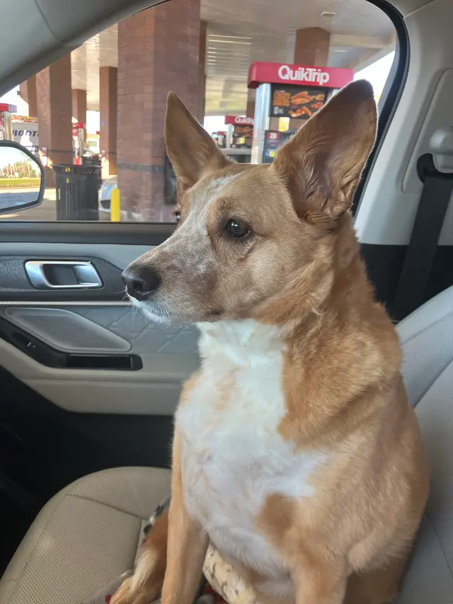 Lionsgate Pet Hospital — customer photo 10