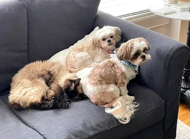 Lionsgate Pet Hospital — customer photo 6
