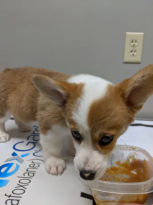 Lionsgate Pet Hospital — customer photo 5