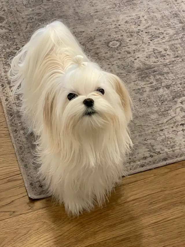 Lionsgate Pet Hospital — customer photo 11