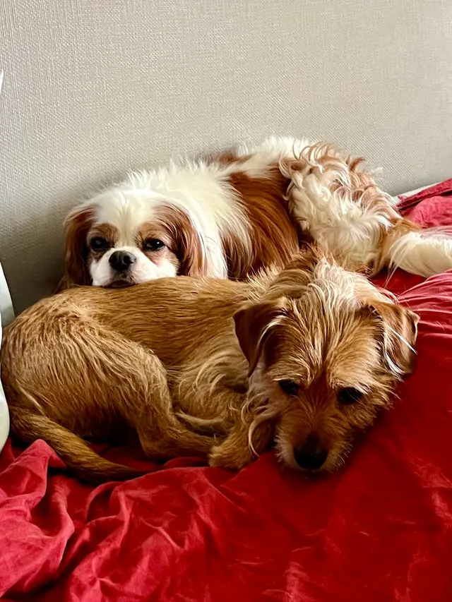 Lionsgate Pet Hospital — customer photo 9