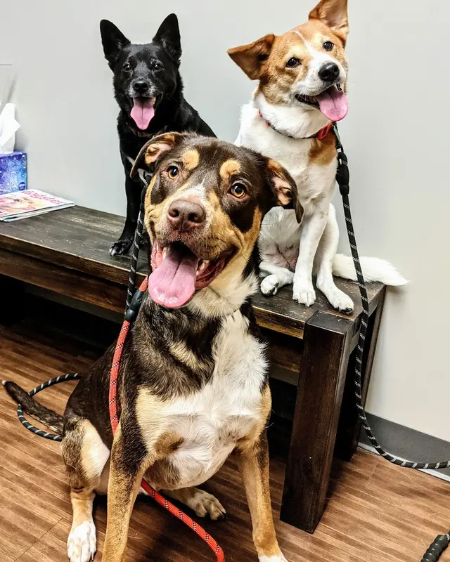 Lionsgate Pet Hospital — customer photo 4