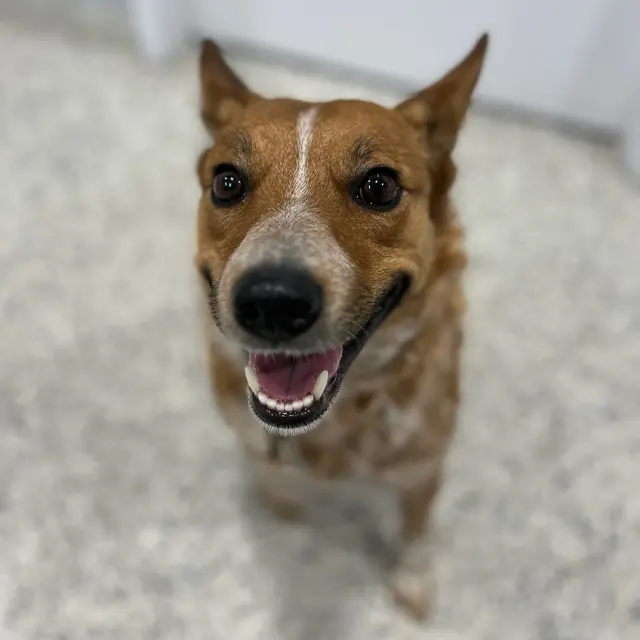 Quivira Crossing Veterinary Clinic — photo from the business 7