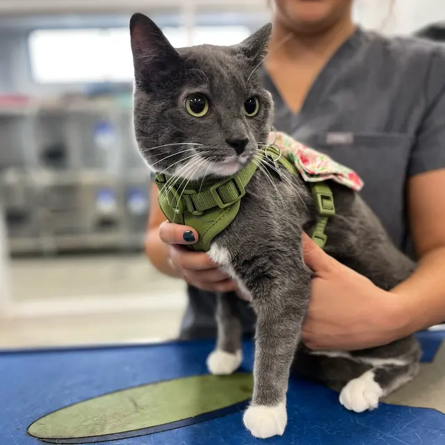 Quivira Crossing Veterinary Clinic — photo from the business 8