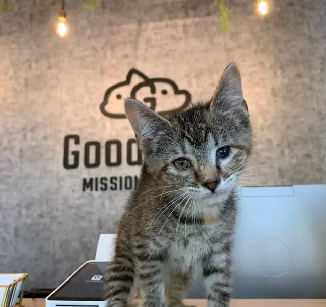 GoodVets Overland Park Leawood — photo from the business 7
