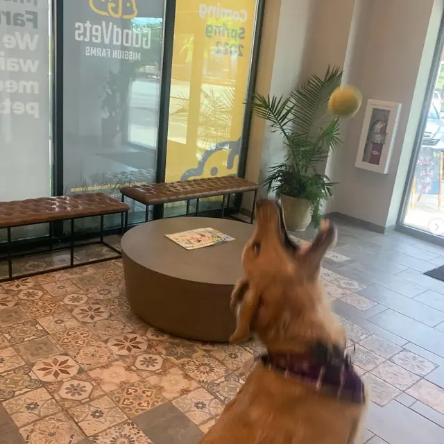 GoodVets Overland Park Leawood — photo from the business 11