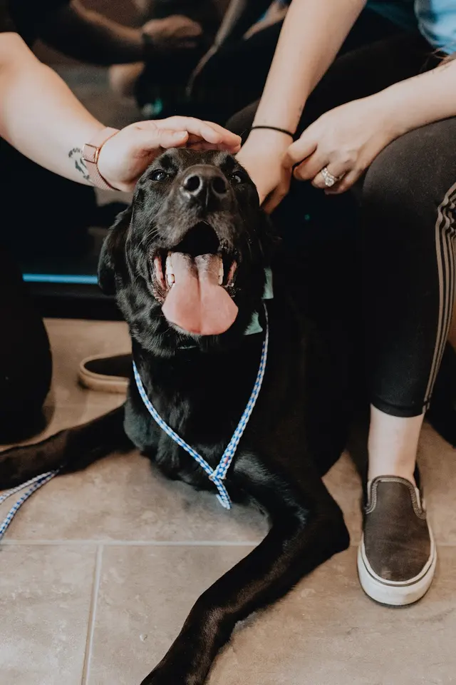 GoodVets Overland Park Leawood — photo from the business 12