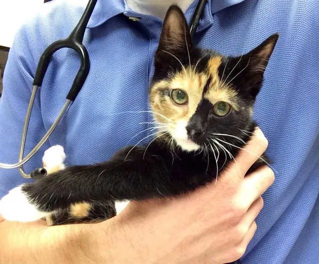 College Boulevard Animal Hospital — photo from the business 5