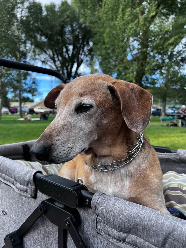 Customer photo of work by College Boulevard Animal Hospital, from A Brooks's review