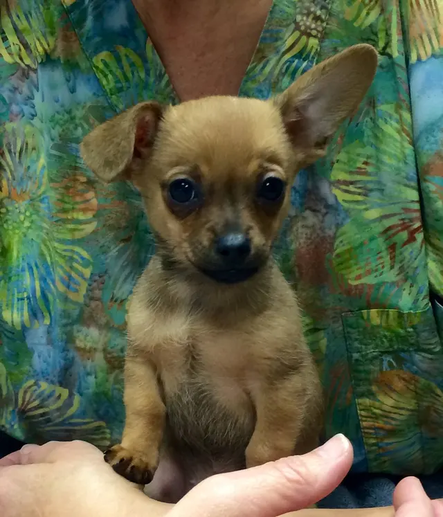College Boulevard Animal Hospital — photo from the business 10