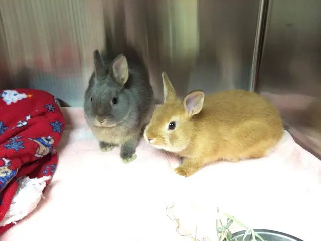 College Boulevard Animal Hospital — photo from the business 12