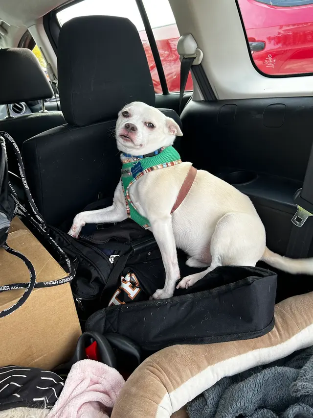 easyvet Veterinarian Overland Park — customer photo 8