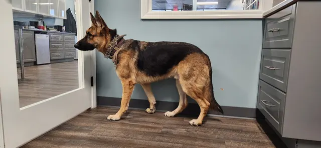 easyvet Veterinarian Overland Park — customer photo 3