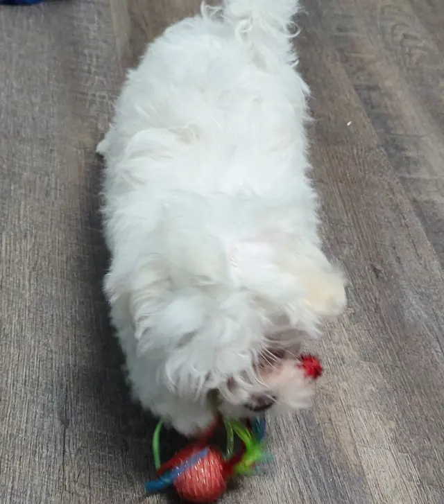 easyvet Veterinarian Overland Park — customer photo 4