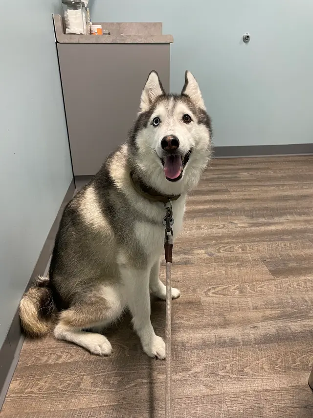 easyvet Veterinarian Overland Park — customer photo 12