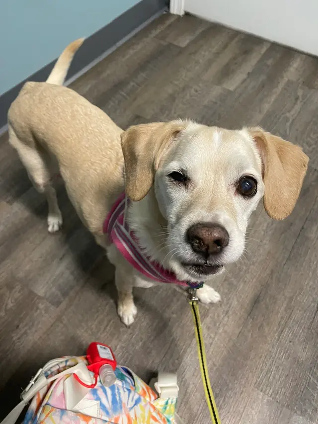 easyvet Veterinarian Overland Park — customer photo 10