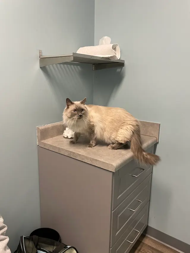 easyvet Veterinarian Overland Park — customer photo 2