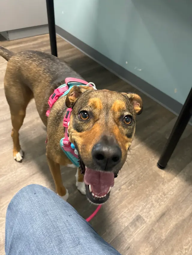 easyvet Veterinarian Overland Park — customer photo 11
