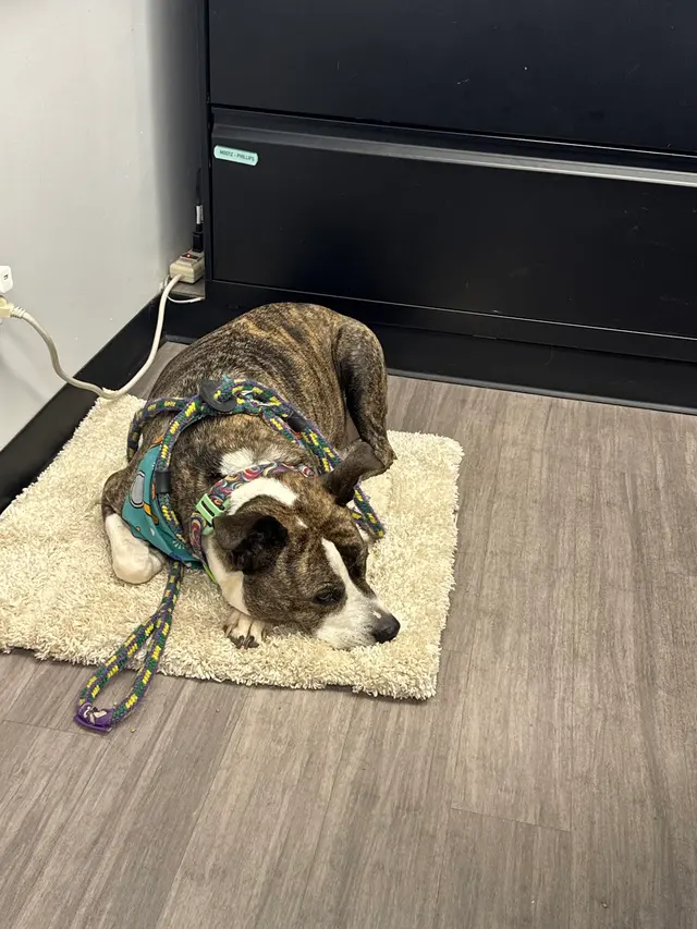 Mission Animal Clinic — customer photo 11