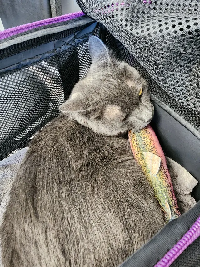 Mission Animal Clinic — customer photo 10