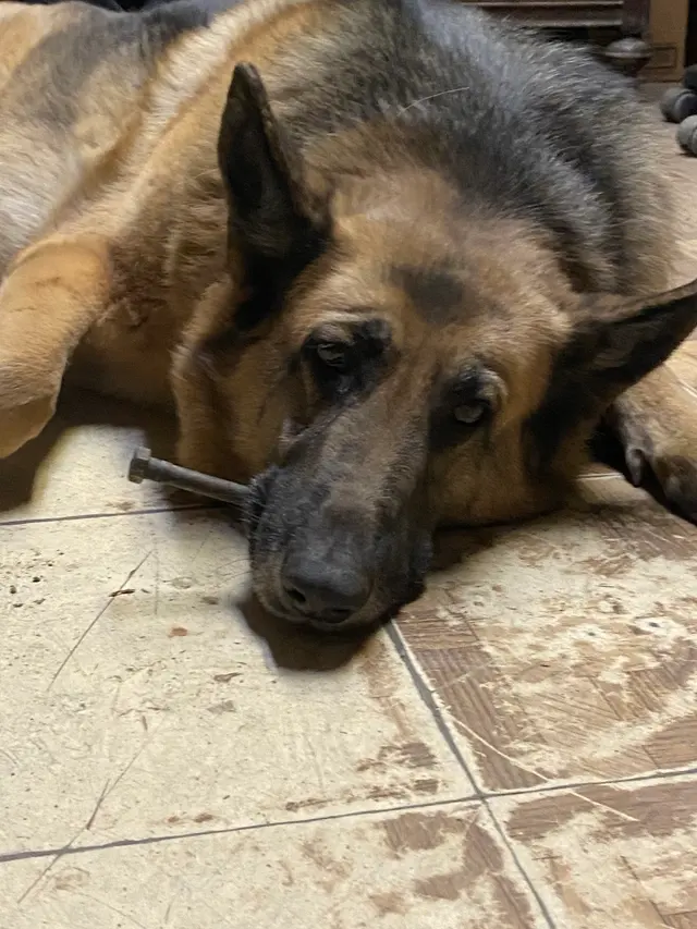 Mission Animal Clinic — customer photo 7