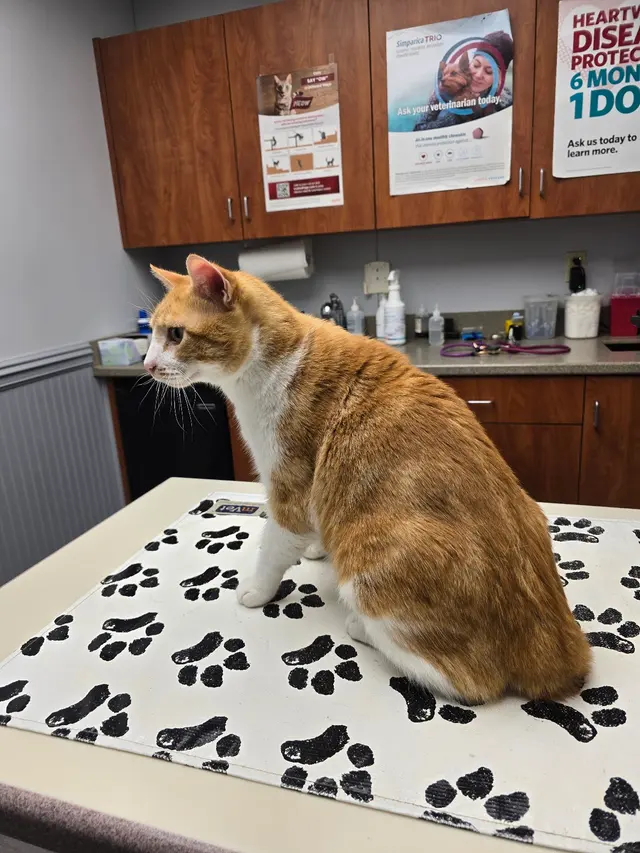 Mission Animal Clinic — customer photo 8