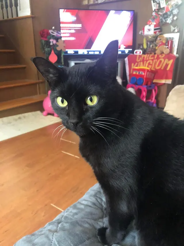 Mission Animal Clinic — customer photo 9