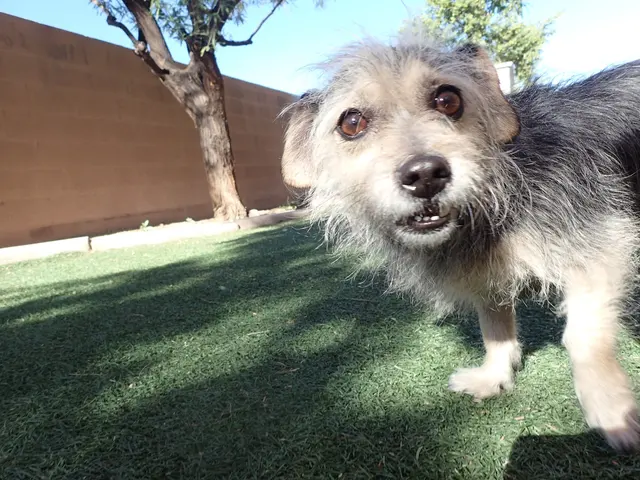 Boulder Falls Pet Resort & Day Spa — photo from the business 10