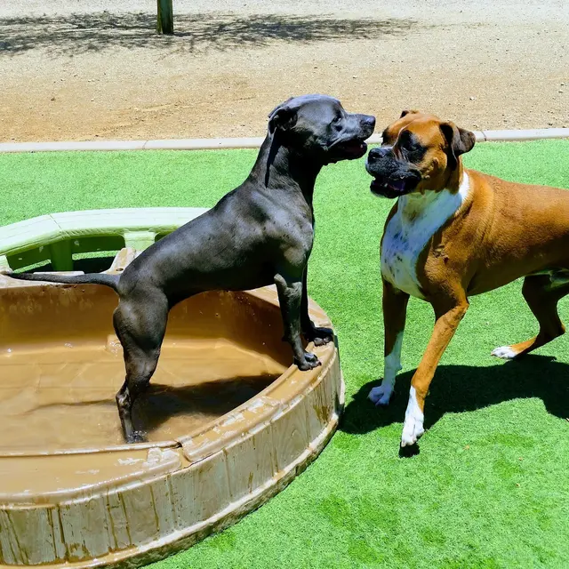 Boulder Falls Pet Resort & Day Spa — customer photo 6