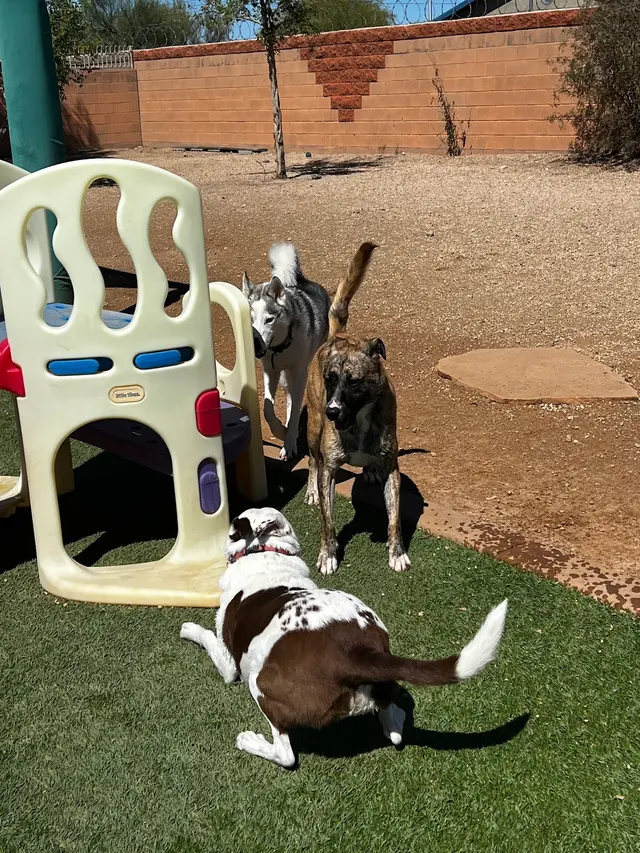 Boulder Falls Pet Resort & Day Spa — customer photo 4