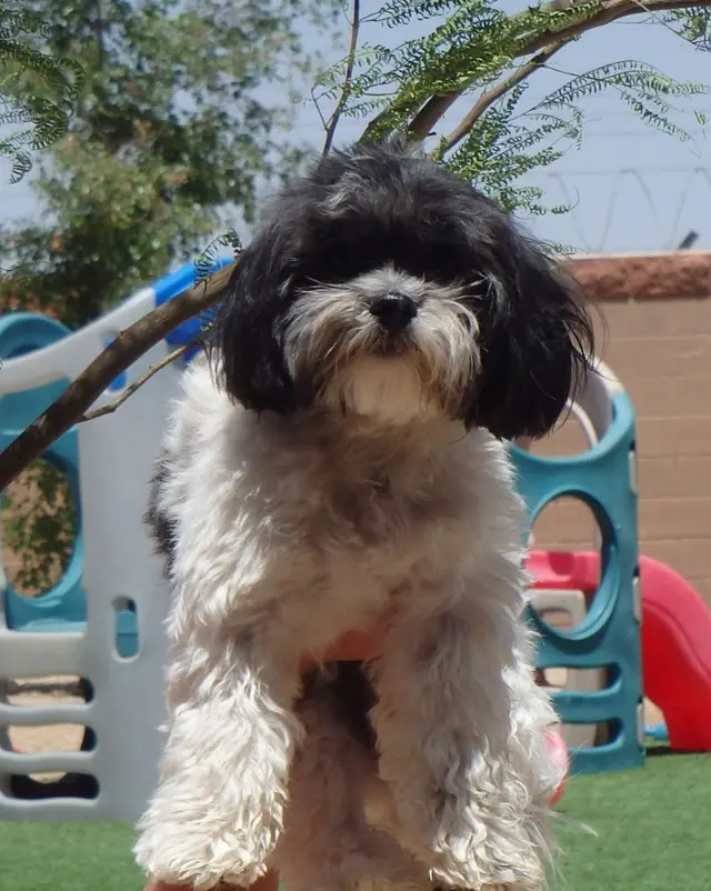 Boulder Falls Pet Resort & Day Spa — photo from the business 8