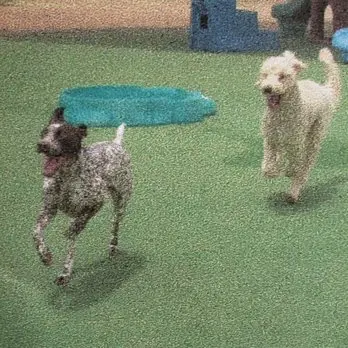 Boulder Falls Pet Resort & Day Spa — customer photo 2