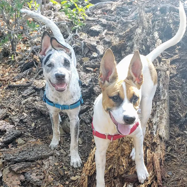 Nadia's Dog Nanny Services LLC — photo from the business 8
