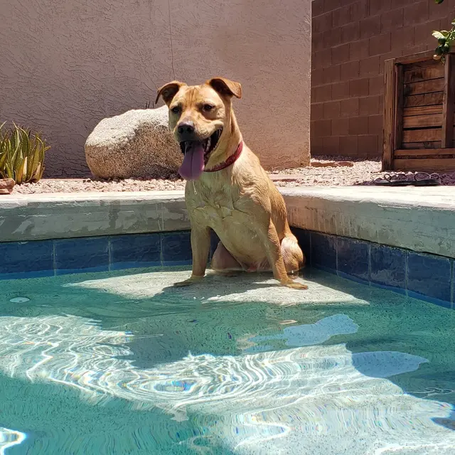 Nadia's Dog Nanny Services LLC — photo from the business 12