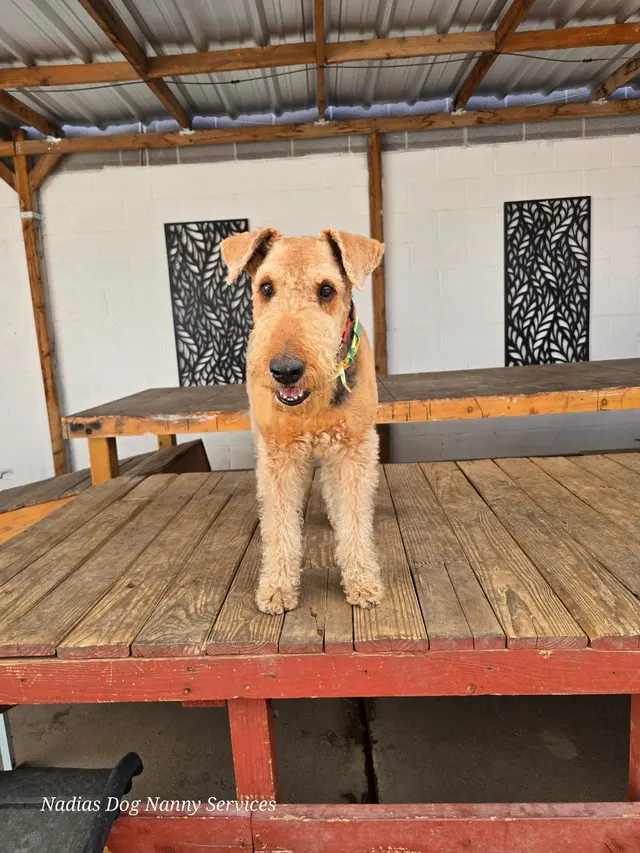 Nadia's Dog Nanny Services LLC — photo from the business 1