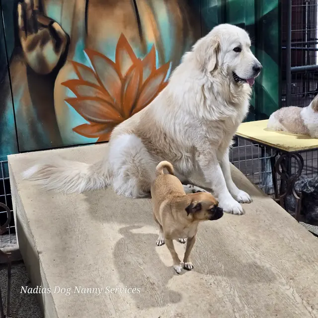 Nadia's Dog Nanny Services LLC — photo from the business 5