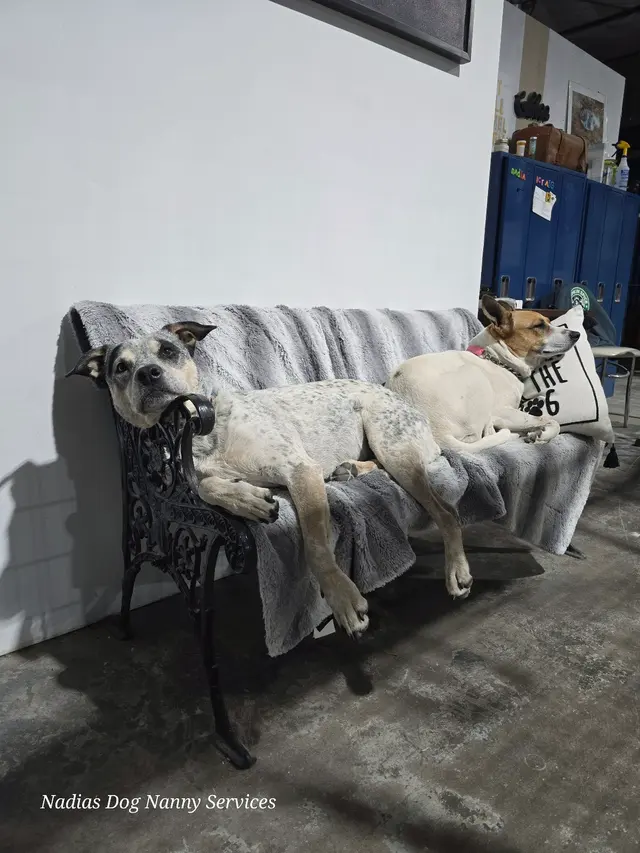 Nadia's Dog Nanny Services LLC — photo from the business 6