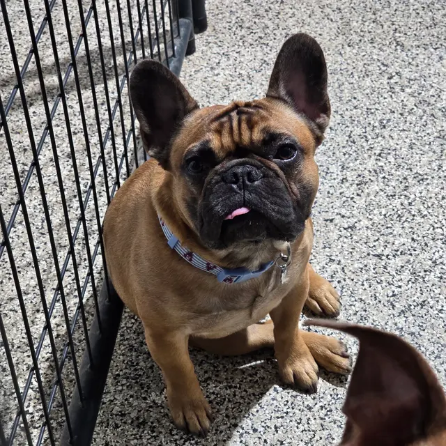 Nadia's Dog Nanny Services LLC — photo from the business 11