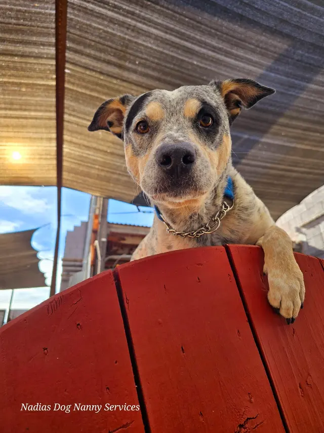 Nadia's Dog Nanny Services LLC — photo from the business 10