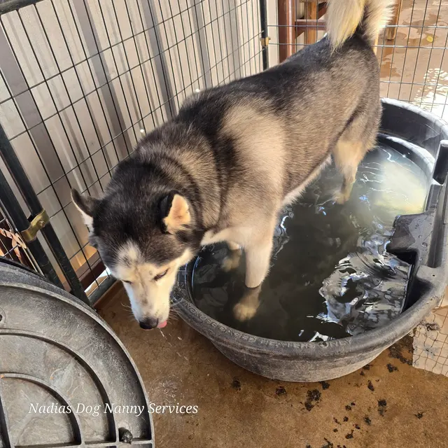 Nadia's Dog Nanny Services LLC — photo from the business 3